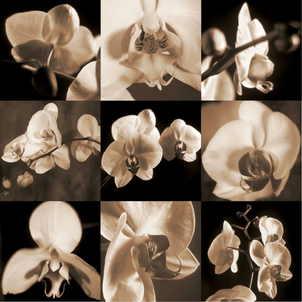 Orchid Bouquet art print by Caroline Kelly for $57.95 CAD