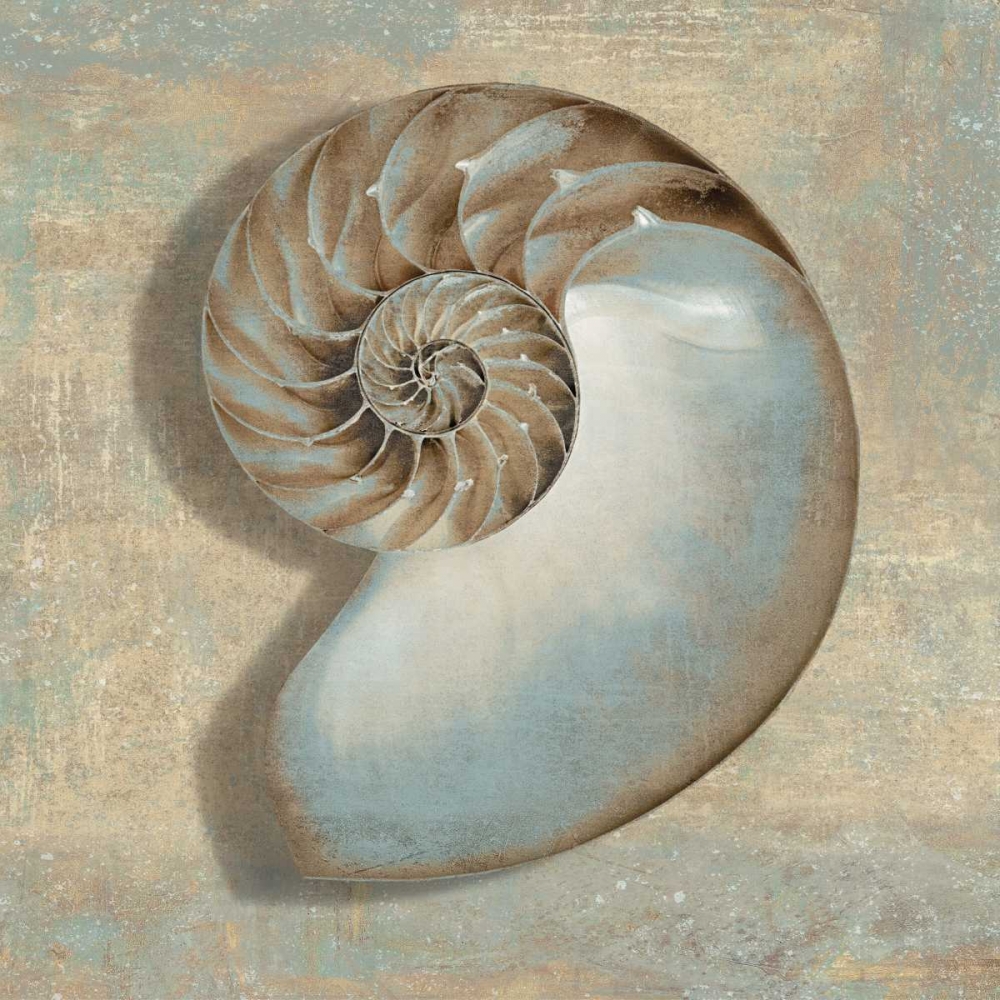 Aqua Nautilus art print by Caroline Kelly for $57.95 CAD