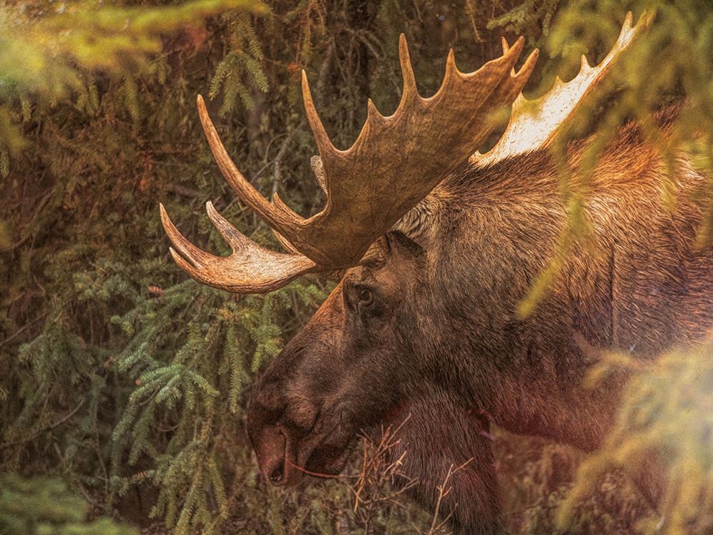 Moose art print by Dan Sproul for $57.95 CAD