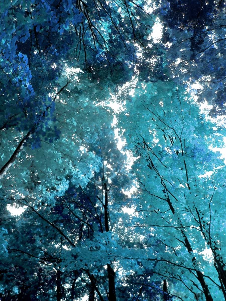 Blue Forest I art print by Derek Scott for $57.95 CAD