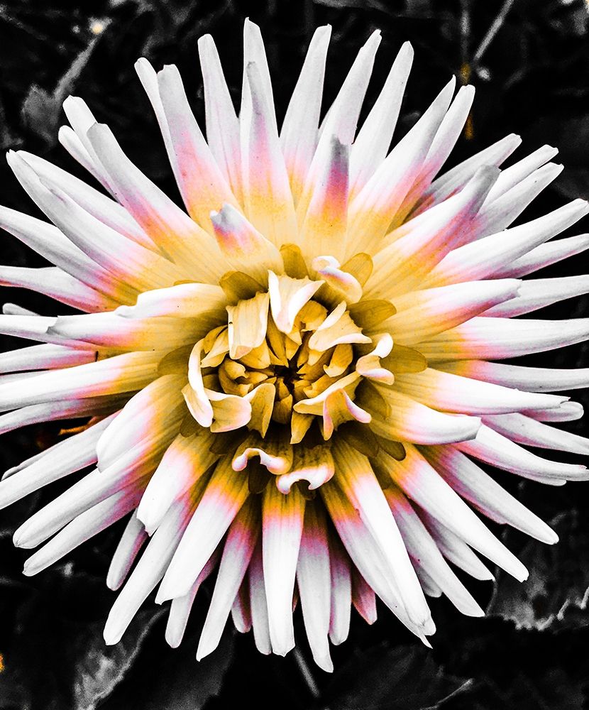 Color Pop Yellow art print by Heidi Bannon for $57.95 CAD