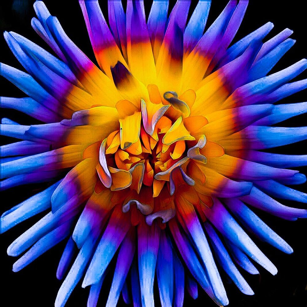 Color Pop Deep art print by Heidi Bannon for $57.95 CAD