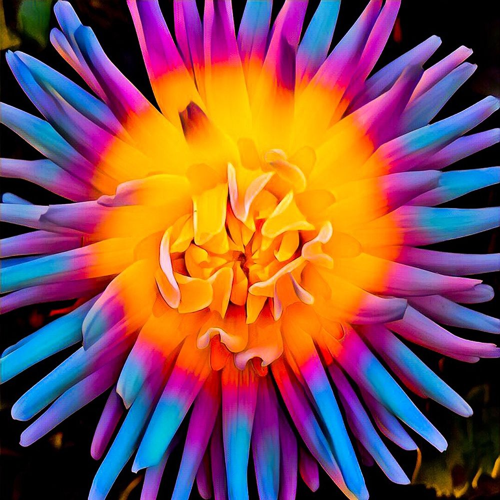 Orange Bloom Pop art print by Heidi Bannon for $57.95 CAD