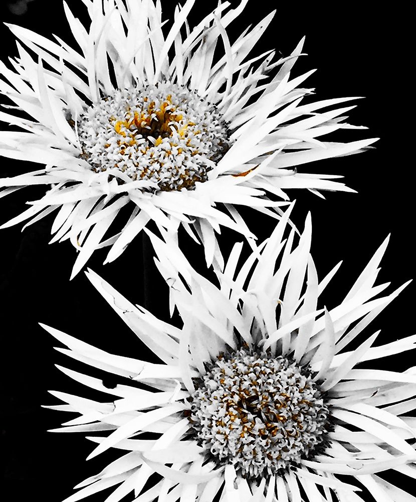 Black and White Awakening art print by Heidi Bannon for $57.95 CAD
