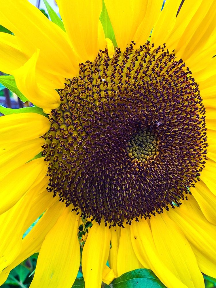 Sunflower art print by Heidi Bannon for $57.95 CAD