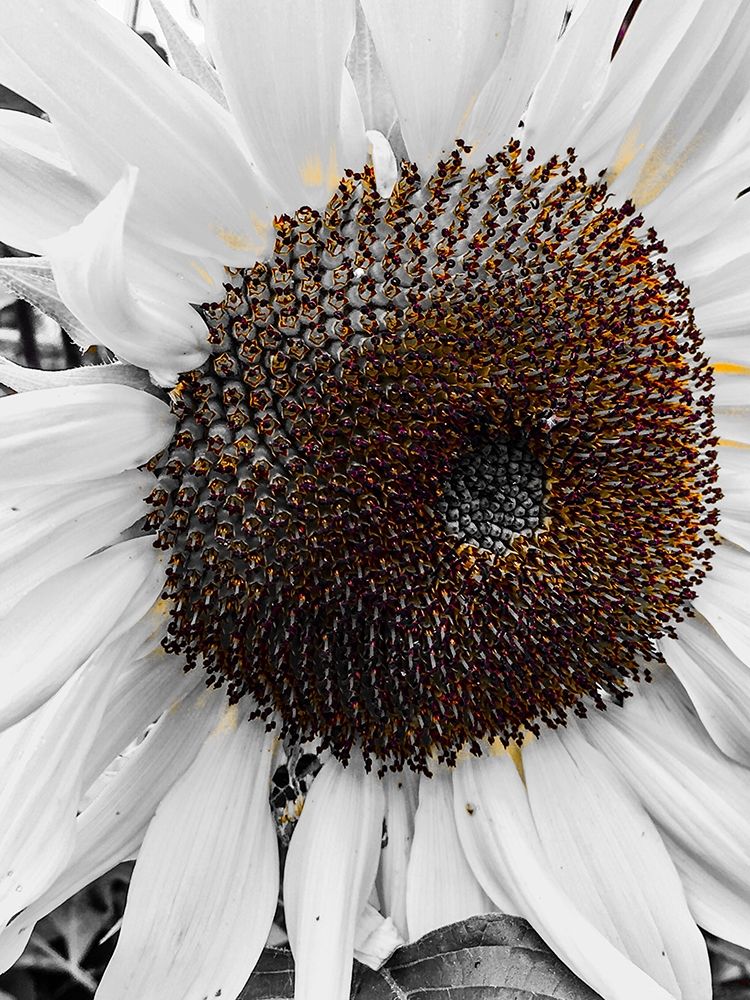 Sunflower White art print by Heidi Bannon for $57.95 CAD
