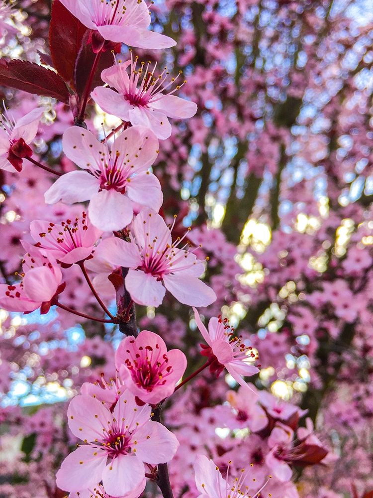 Cherry Blossom art print by Heidi Bannon for $57.95 CAD