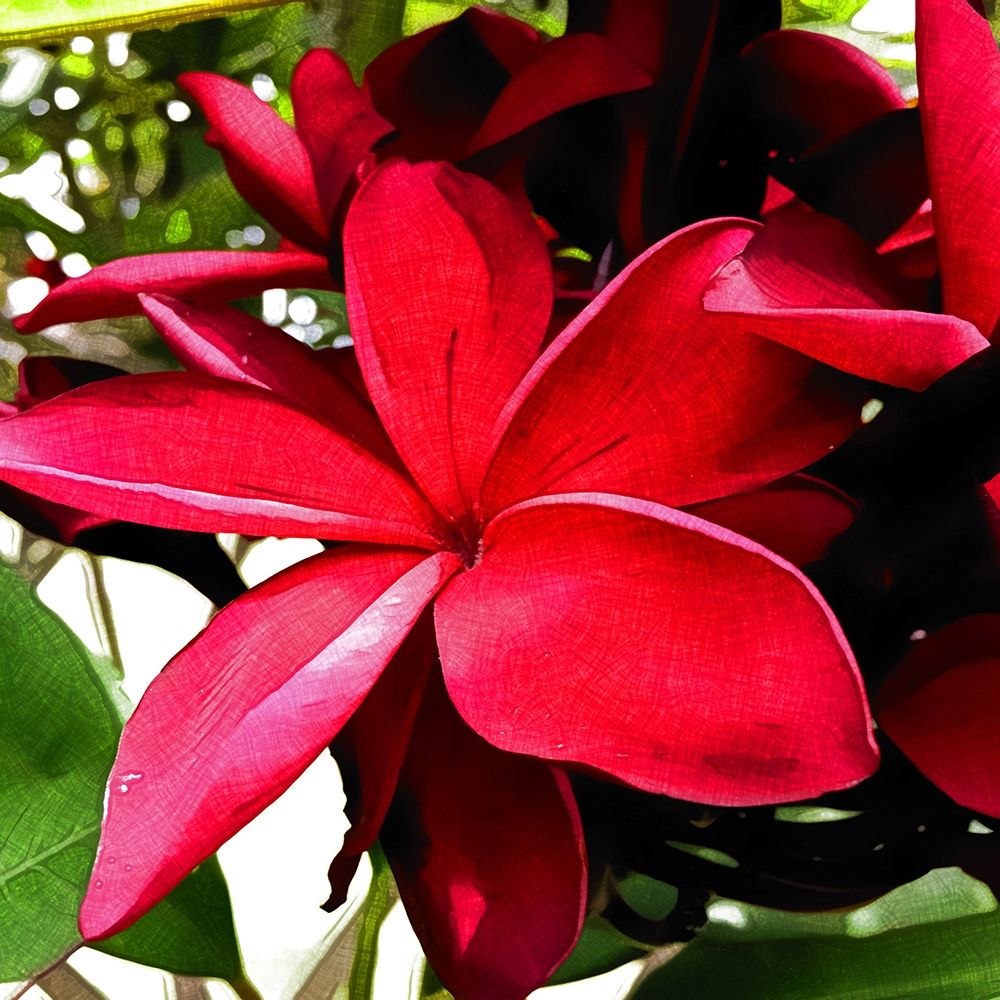 Plumeria in the sun art print by Heidi Bannon for $57.95 CAD