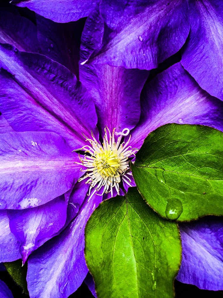 Clematis Spring art print by Heidi Bannon for $57.95 CAD