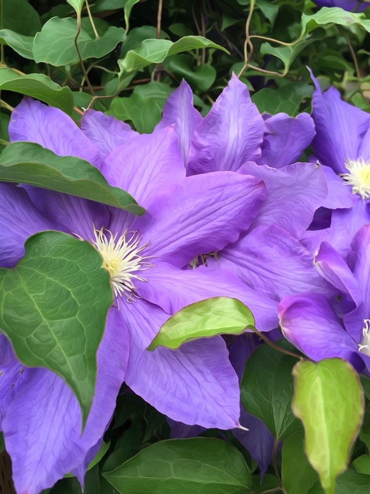 Clematis art print by Heidi Bannon for $57.95 CAD