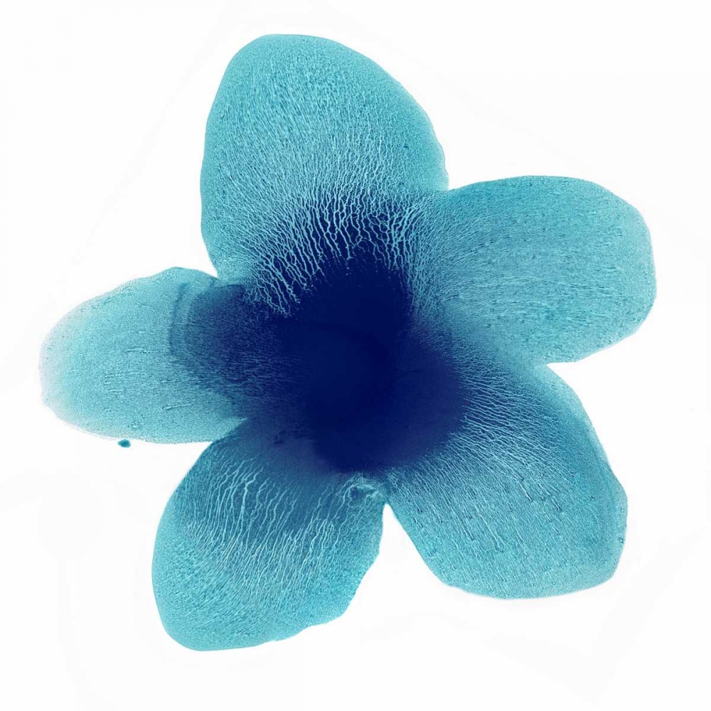 Blue Bloom II art print by Hannah Carlson for $57.95 CAD