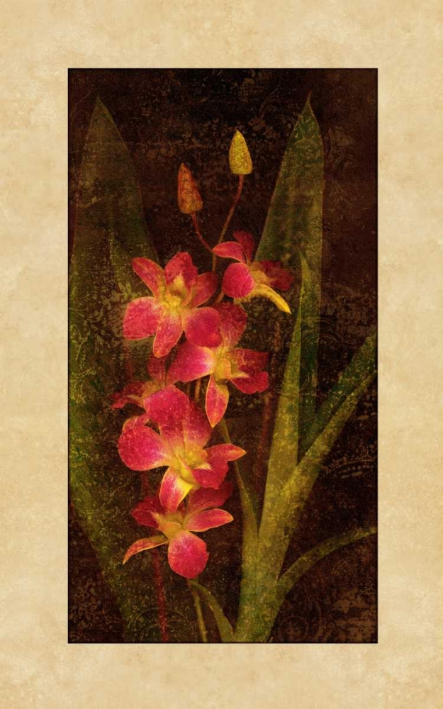 Orchid art print by John Seba for $57.95 CAD