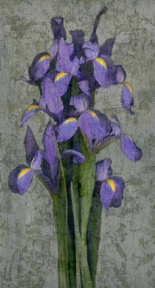 Purple Iris art print by John Seba for $57.95 CAD