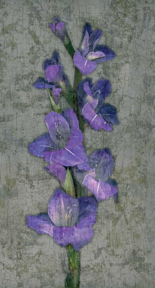 Purple Gladiola art print by John Seba for $57.95 CAD