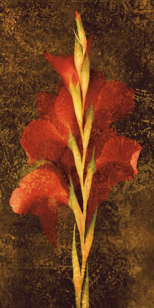 Gladiola art print by John Seba for $57.95 CAD