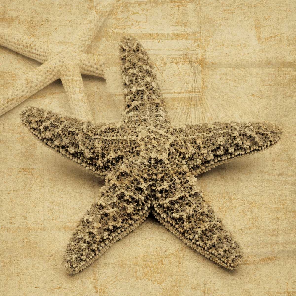 Starfish art print by John Seba for $57.95 CAD