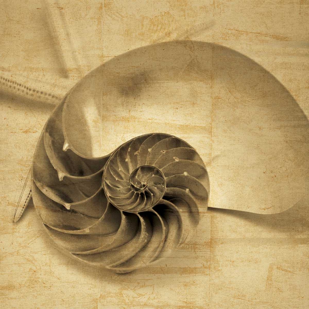 Chambered Nautilus art print by John Seba for $57.95 CAD