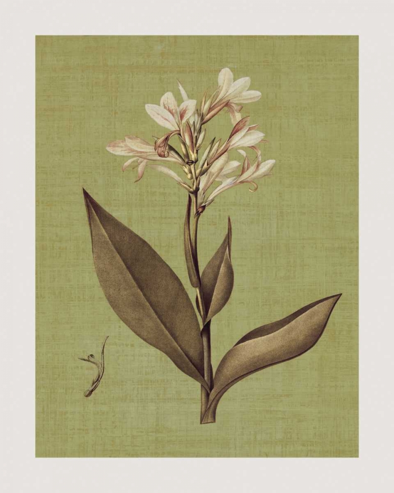 Botanica Verde II art print by John Seba for $57.95 CAD