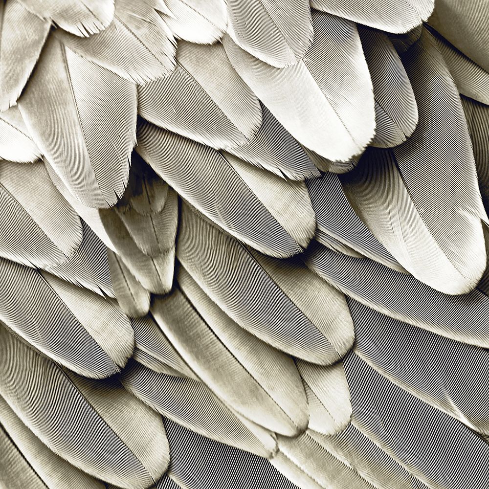 Feathered Friend - Pearl II art print by Julia Bosco for $57.95 CAD