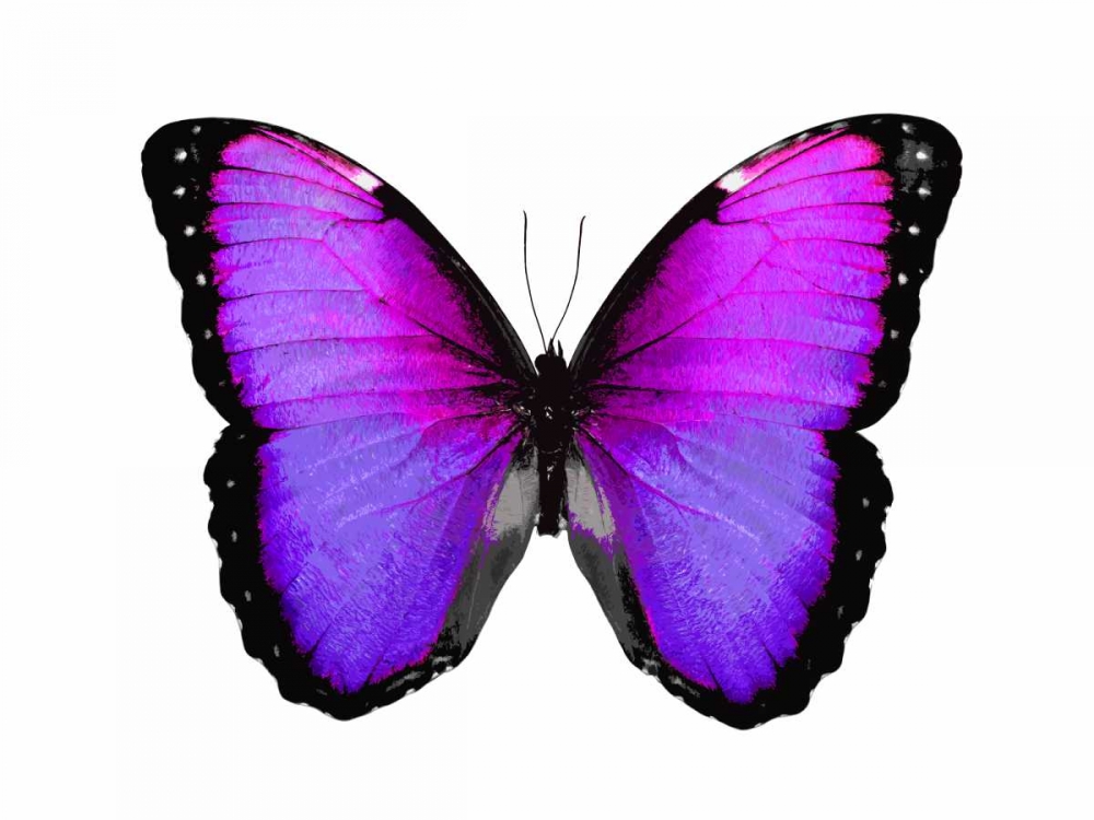 Vibrant Butterfly IV art print by Julia Bosco for $57.95 CAD