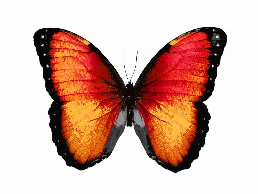 Vibrant Butterfly VI art print by Julia Bosco for $57.95 CAD