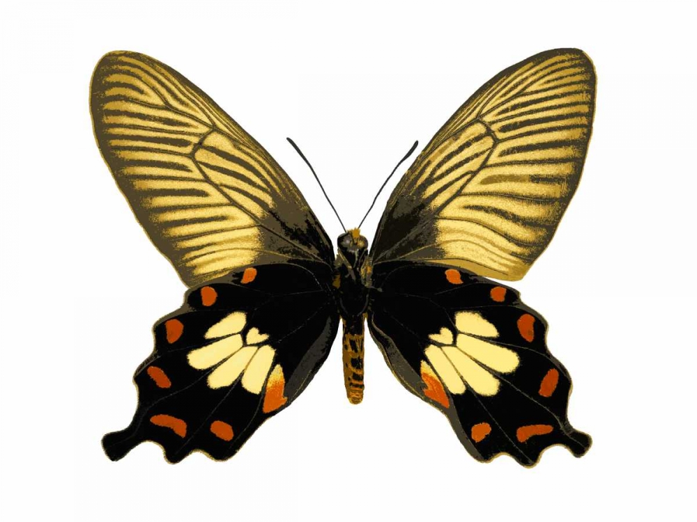 Butterfly with Orange art print by Julia Bosco for $57.95 CAD