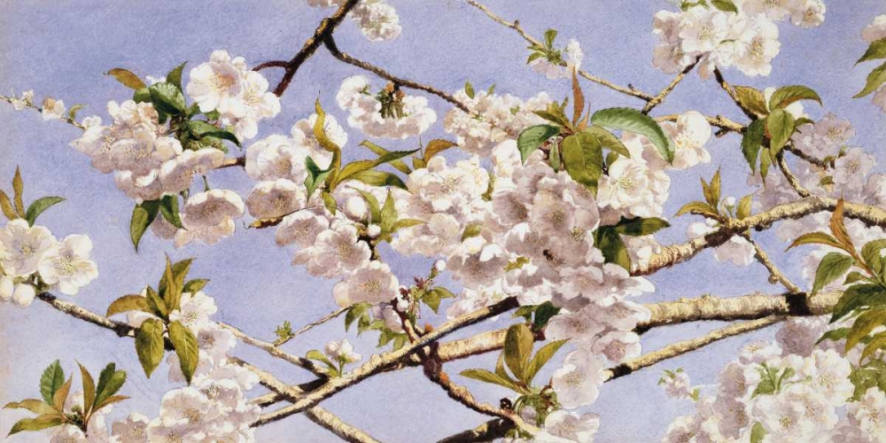 Apple Blossoms art print by John William Hill for $57.95 CAD