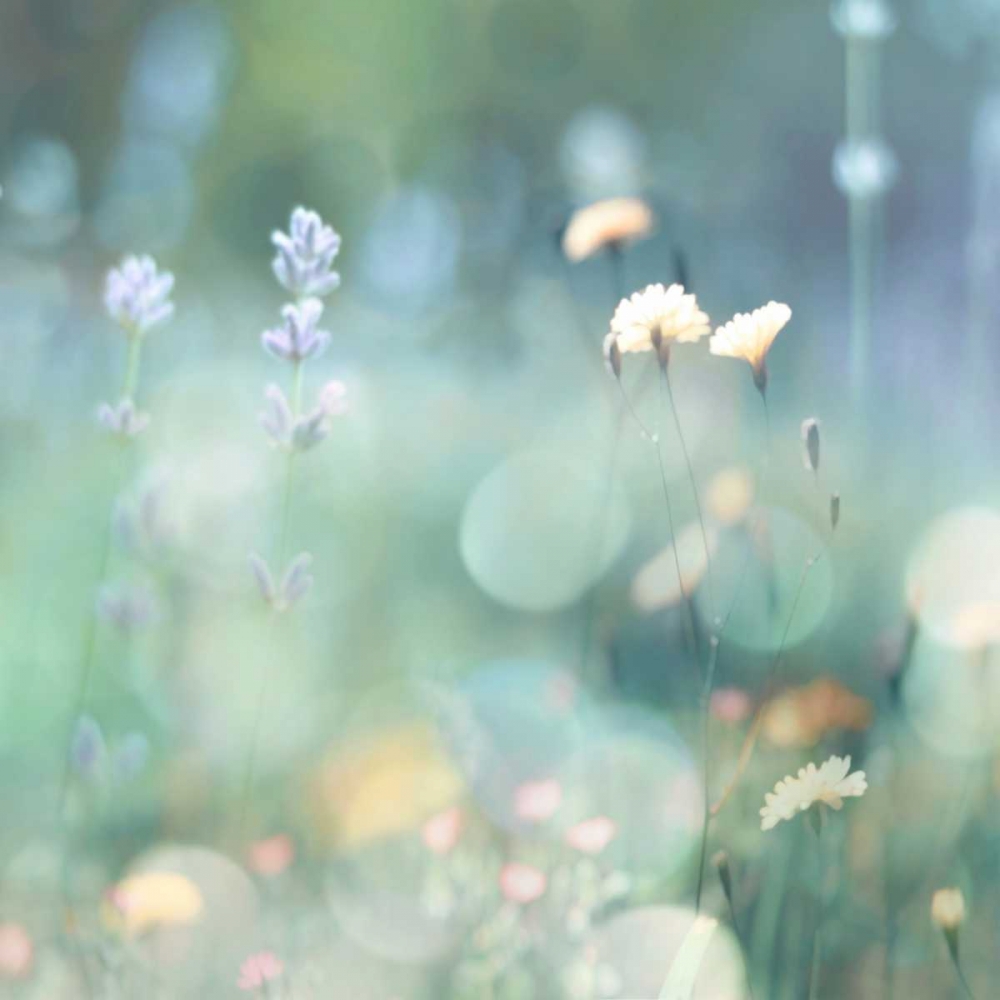 Morning Meadow I art print by Kate Carrigan for $57.95 CAD