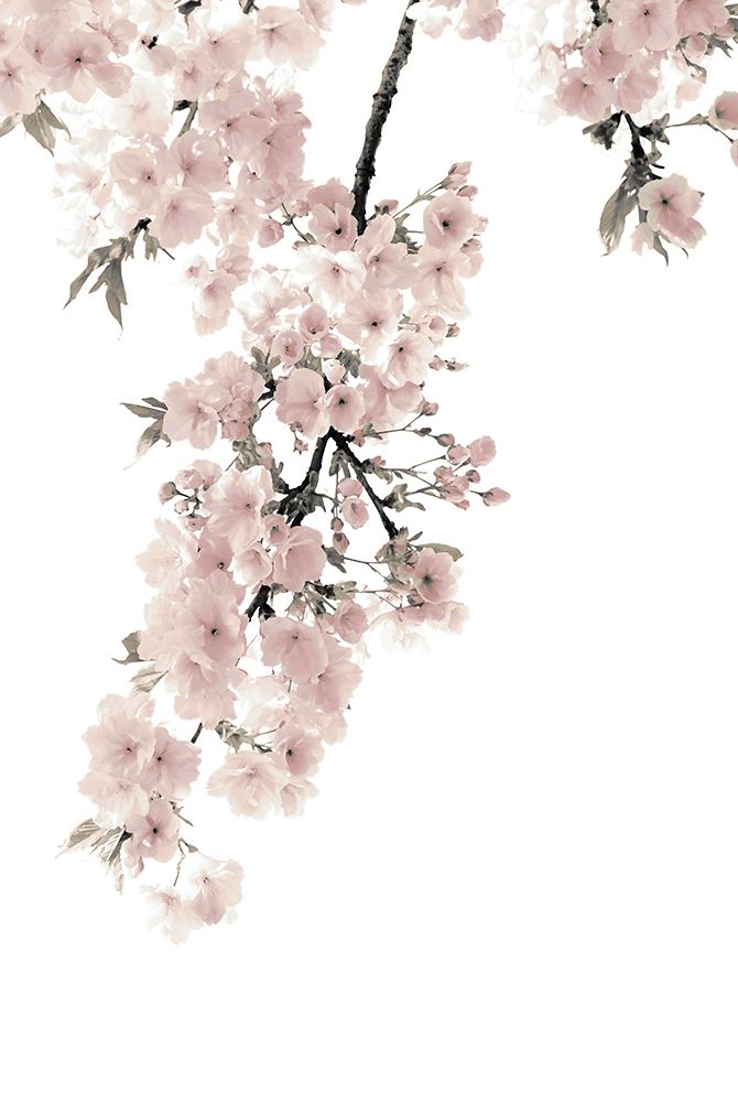 Pink Blossoms on White II art print by Kate Bennett for $57.95 CAD