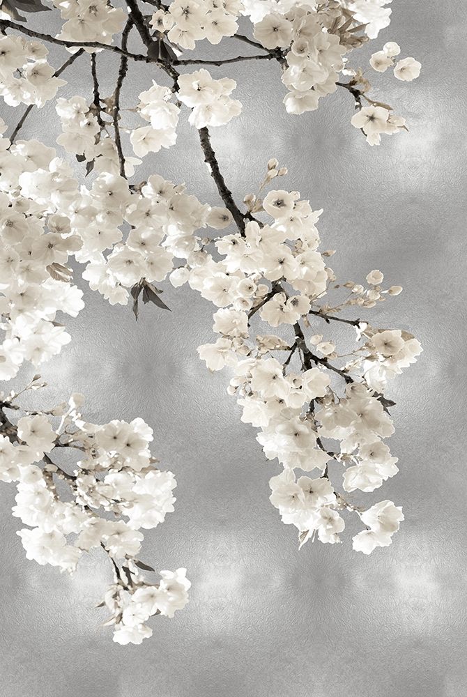 White Blossoms on Silver I art print by Kate Bennett for $57.95 CAD