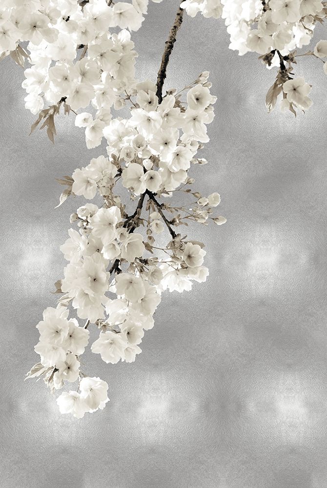 White Blossoms on Silver II art print by Kate Bennett for $57.95 CAD