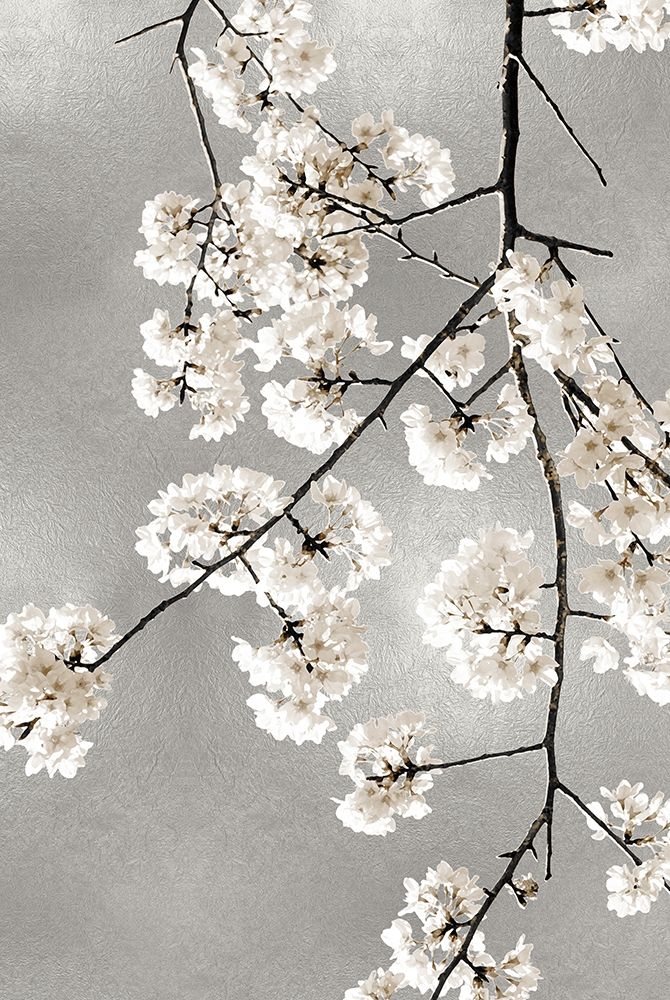 White Blossoms on Silver III art print by Kate Bennett for $57.95 CAD