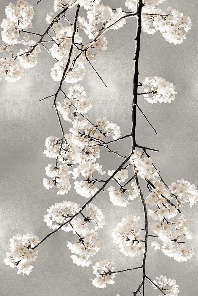 White Blossoms on Silver IV art print by Kate Bennett for $57.95 CAD