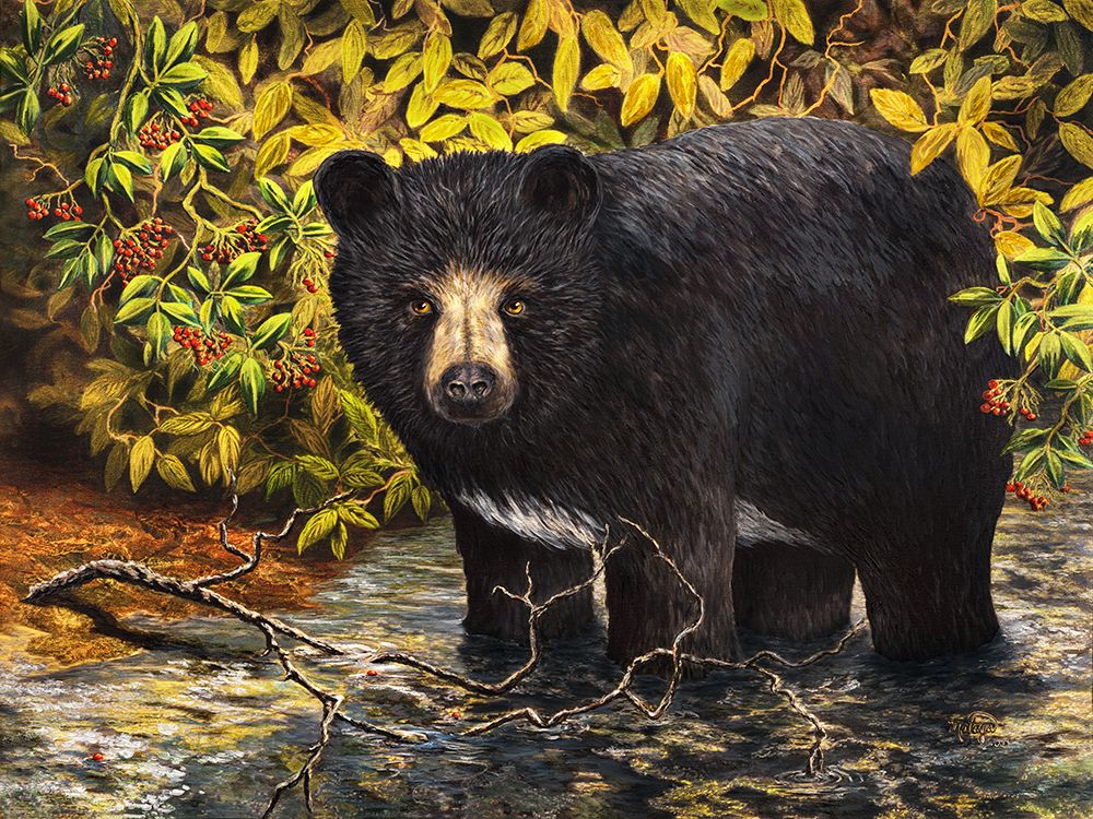 Black Bear Stream art print by Linda Sullivan Mataya for $57.95 CAD
