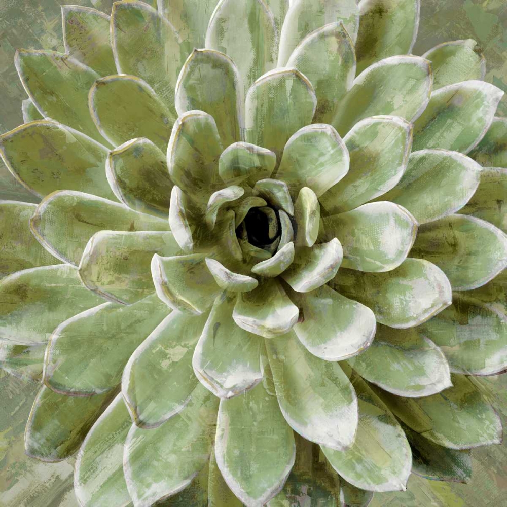 Succulent Verde II art print by Lindsay Benson for $57.95 CAD