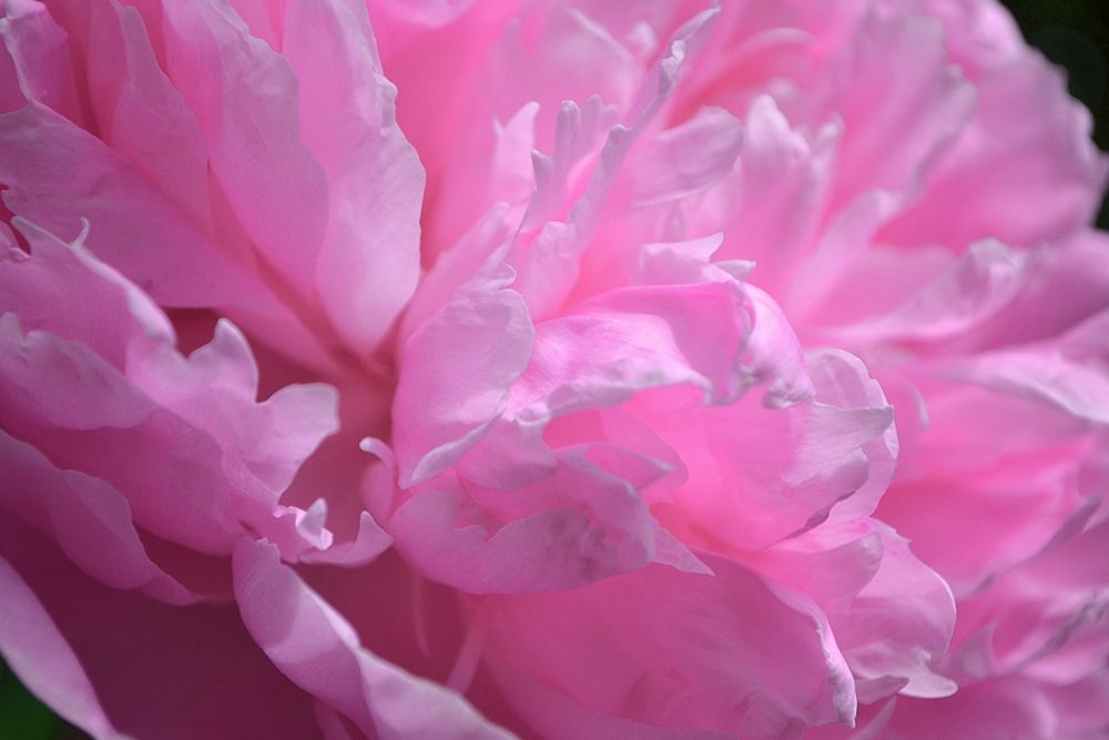Pastel Peony  art print by Michelle Calkins for $57.95 CAD