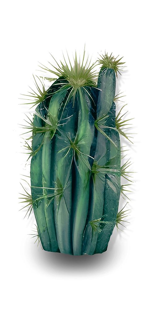 Spiny Succulent art print by Amber Clarkson for $57.95 CAD