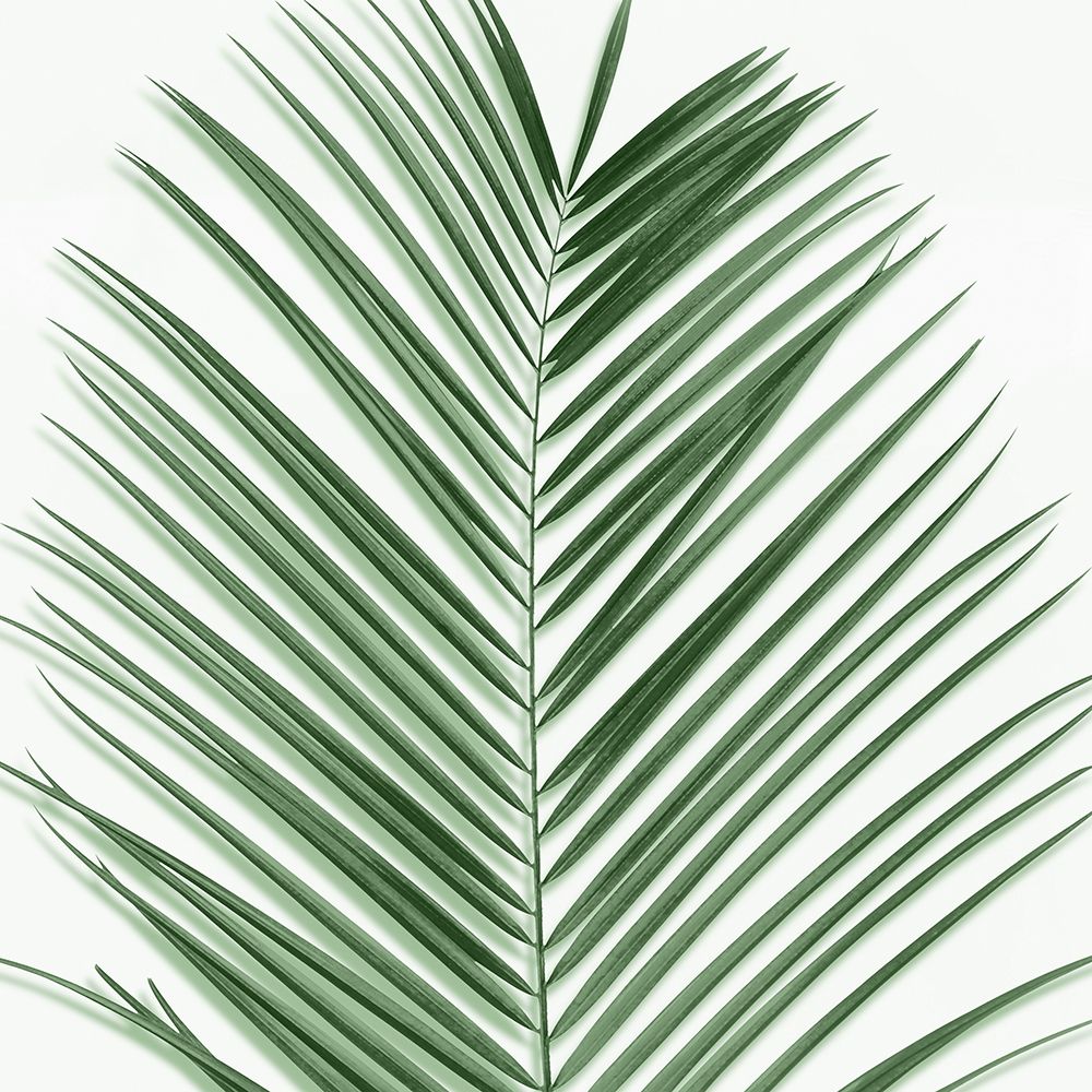 Palm Green V art print by Mia Jensen for $57.95 CAD