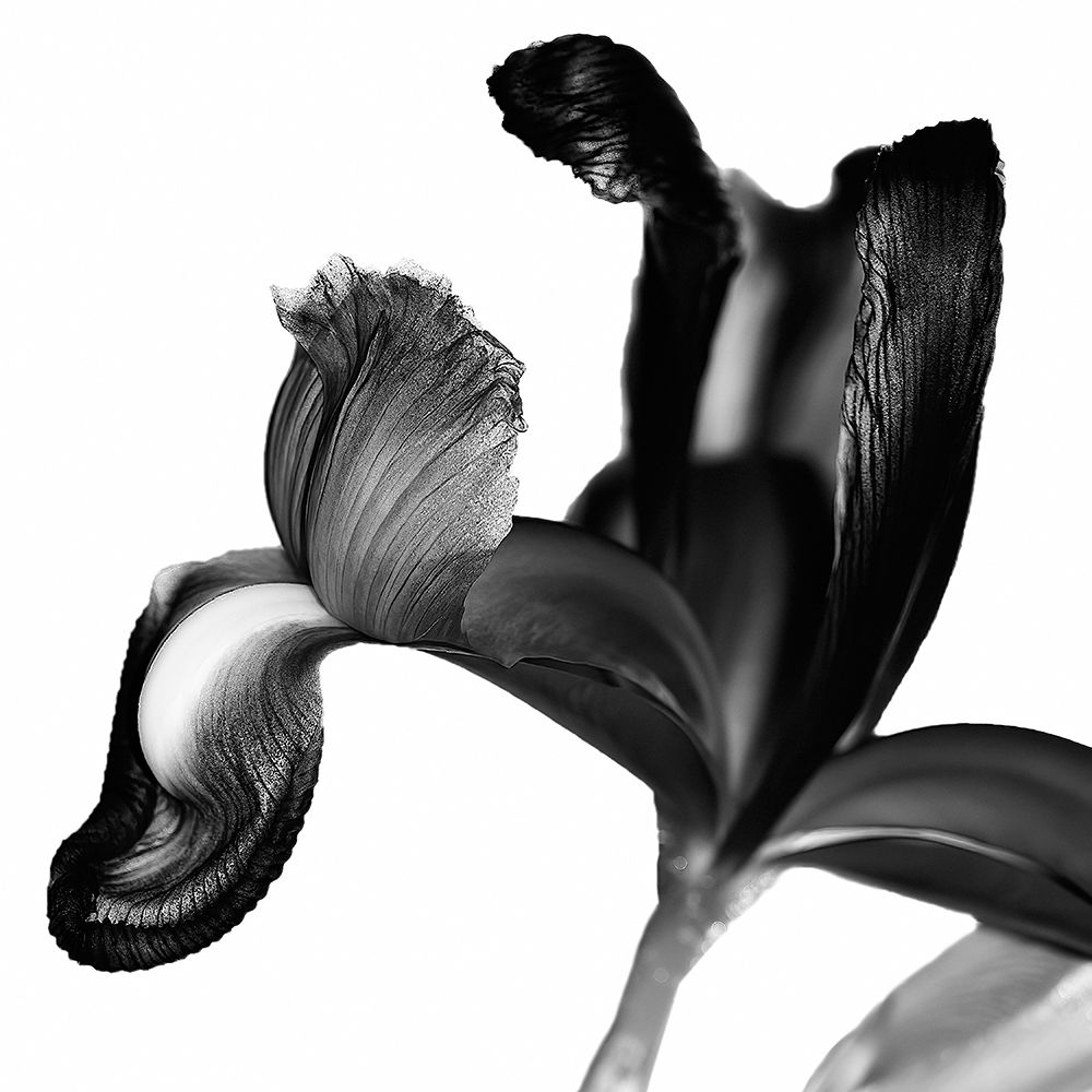 Iris I Black on White art print by David Pollard for $57.95 CAD