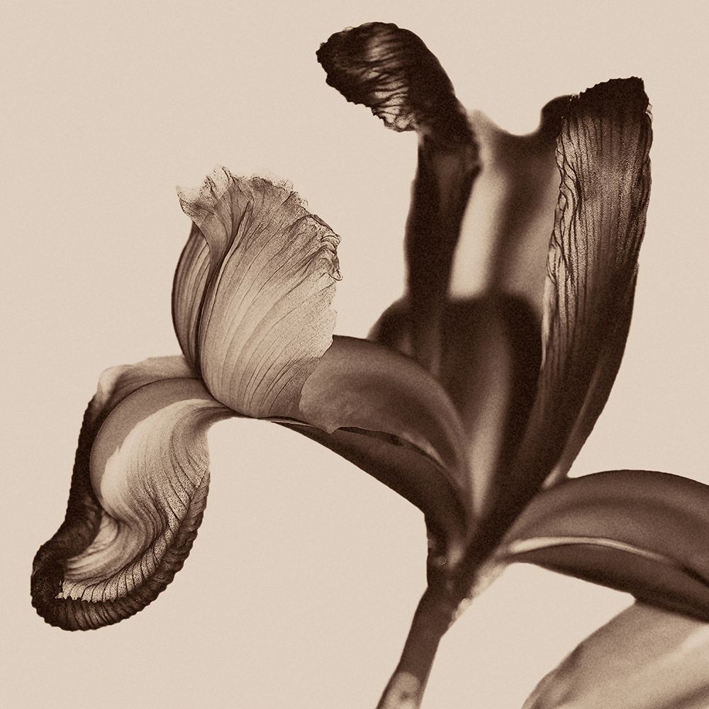 Iris I Sepia on Beige art print by David Pollard for $57.95 CAD