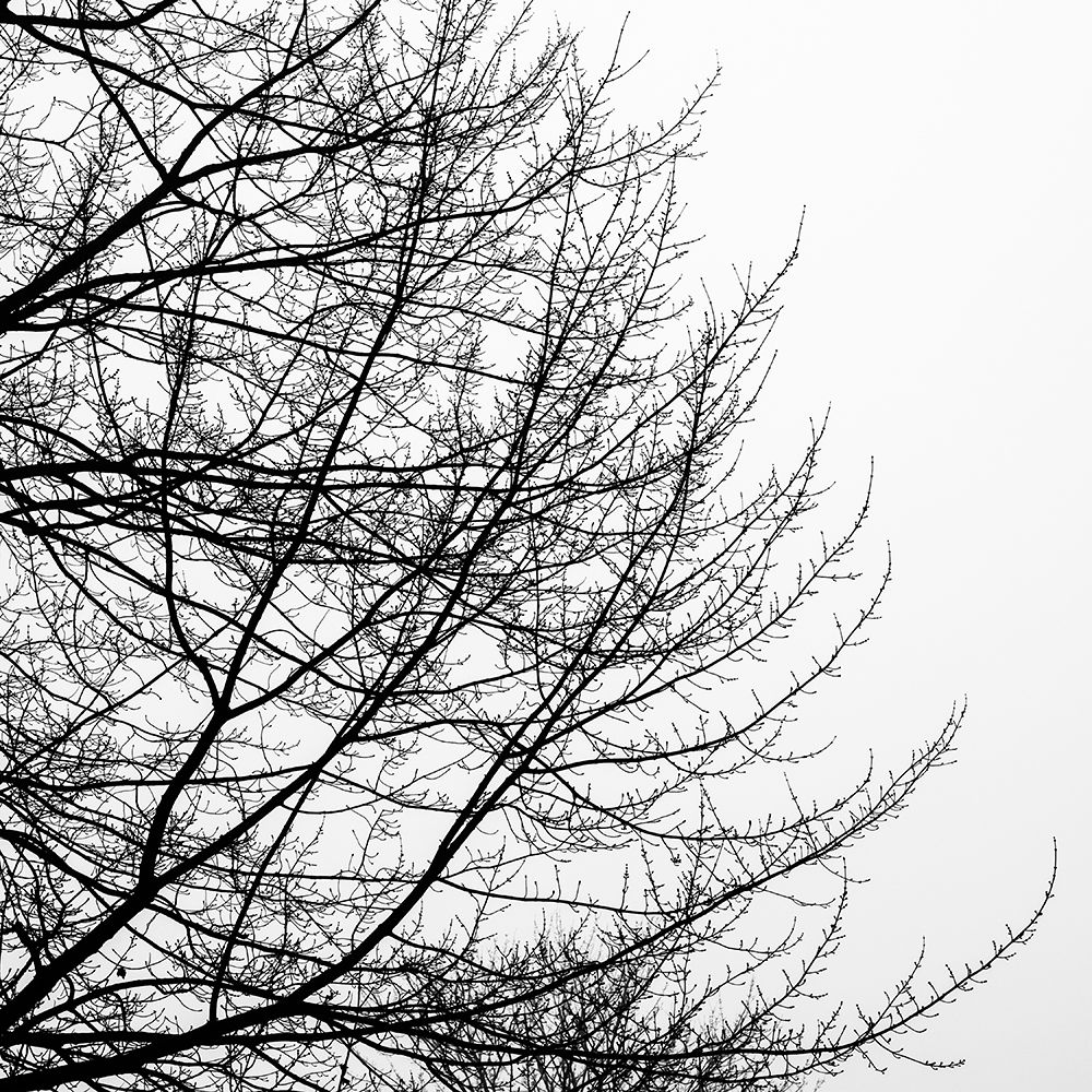 Tree Silhouette II Black on White art print by David Pollard for $57.95 CAD