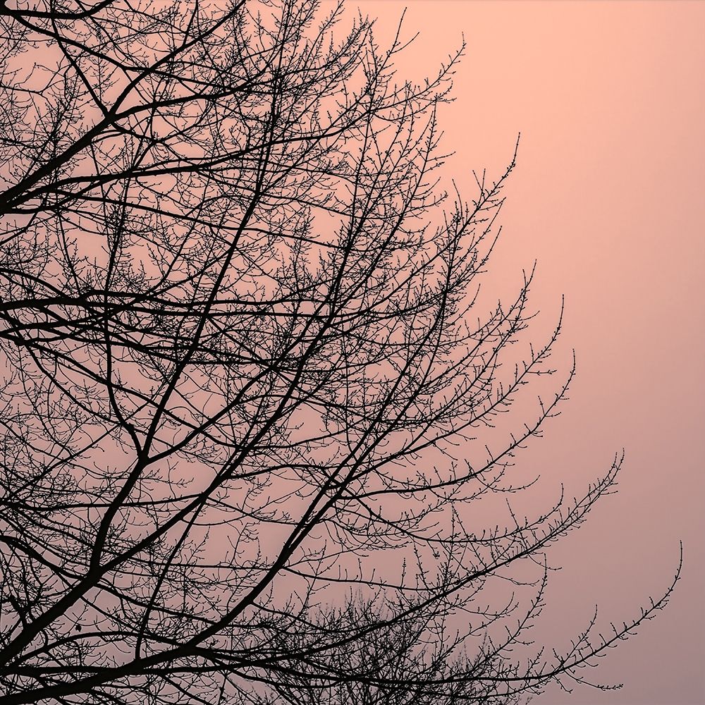 Tree Silhouette II Black on Pink art print by David Pollard for $57.95 CAD