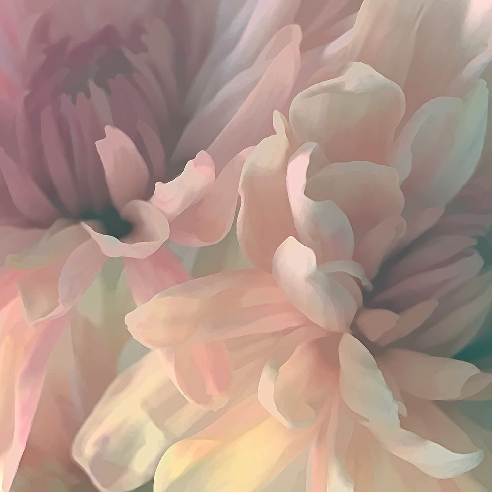 Chrysanthemum I art print by David Pollard for $57.95 CAD