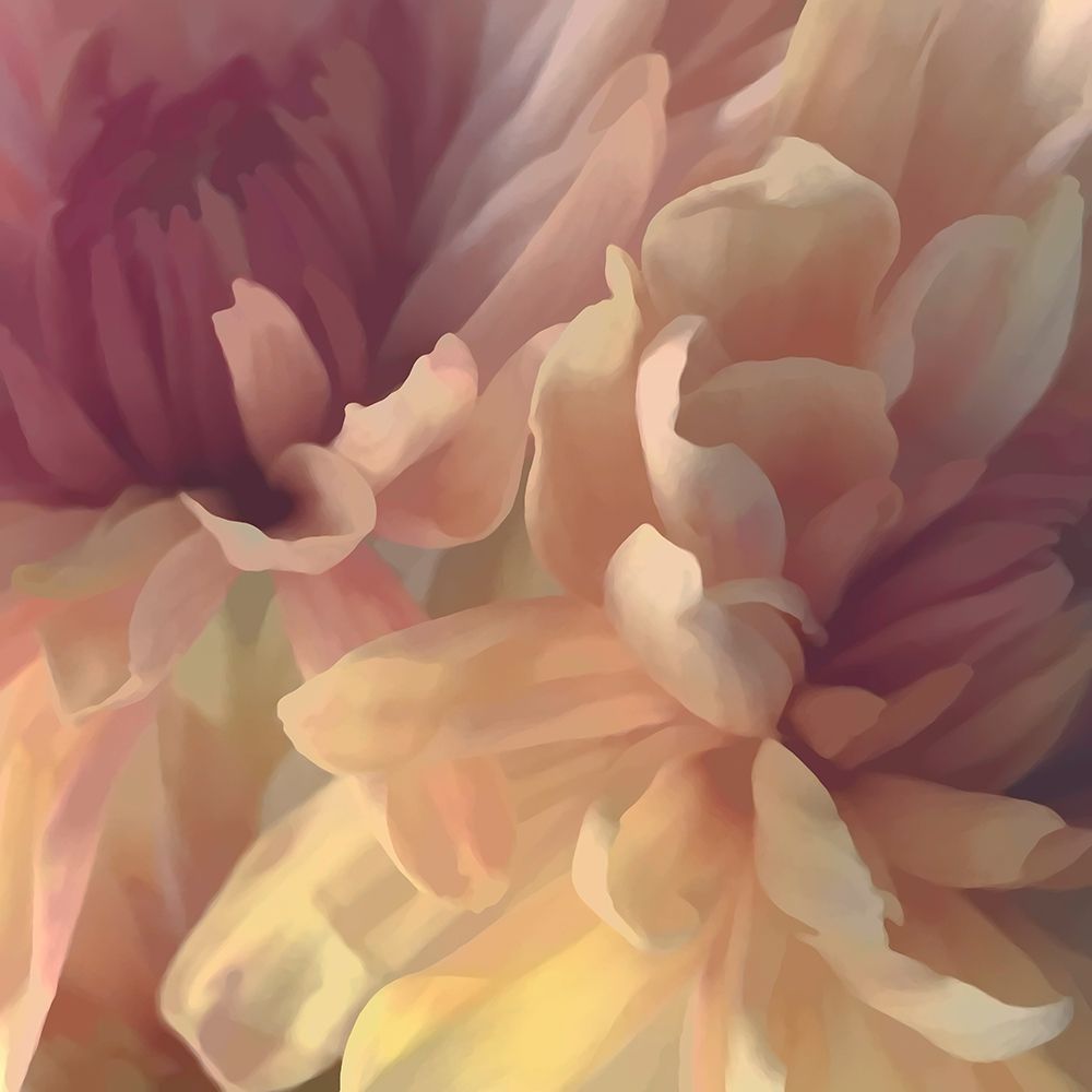 Chrysanthemum III art print by David Pollard for $57.95 CAD