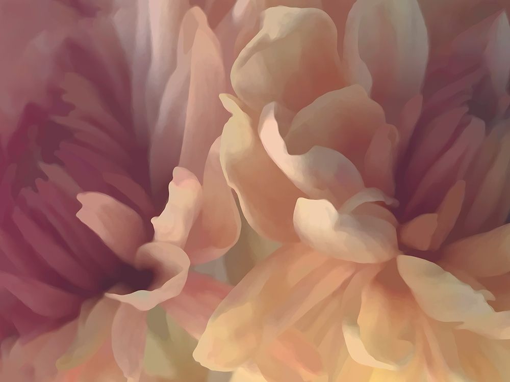 Chrysanthemum IV art print by David Pollard for $57.95 CAD