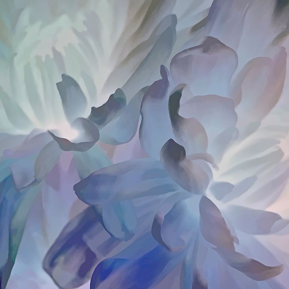 Chrysanthemum V art print by David Pollard for $57.95 CAD