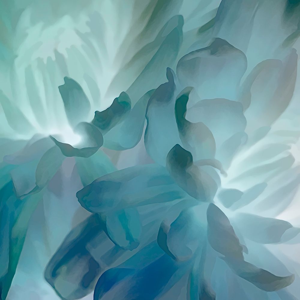 Chrysanthemum VII art print by David Pollard for $57.95 CAD