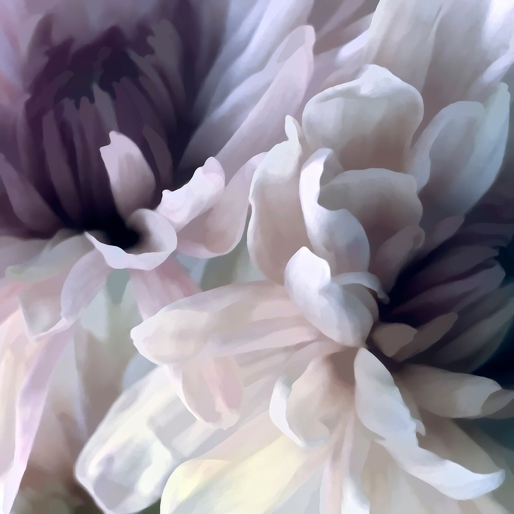 Chrysanthemum IX art print by David Pollard for $57.95 CAD