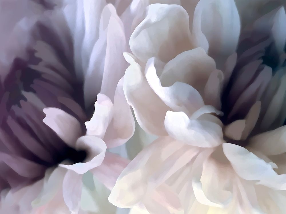 Chrysanthemum X art print by David Pollard for $57.95 CAD
