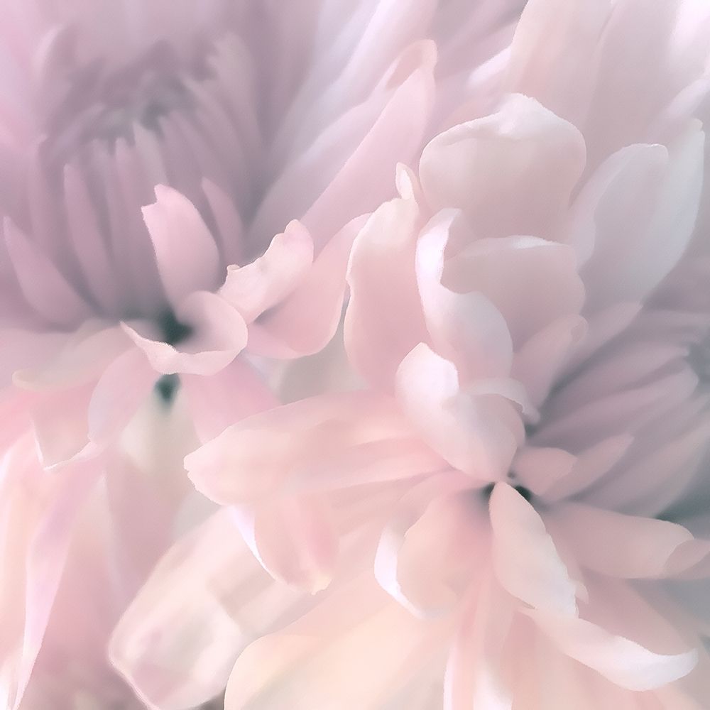 Chrysanthemum Pink Blush I art print by David Pollard for $57.95 CAD